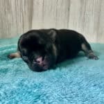 Dawn & Mudslinger French Bulldog Litters | Born May 2nd | Pup ready in July 11th, 2026