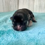 Dawn & Mudslinger French Bulldog Litters | Born May 2nd | Pup ready in July 11th, 2026