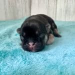 Dawn & Mudslinger French Bulldog Litters | Born May 2nd | Pup ready in July 11th, 2026