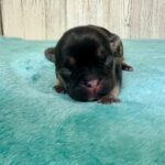 Dawn & Mudslinger French Bulldog Litters | Born May 2nd | Pup ready in July 11th, 2026