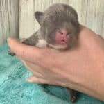 Dawn & Mudslinger French Bulldog Litters | Born May 2nd | Pup ready in July 11th, 2026