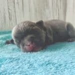Dawn & Mudslinger French Bulldog Litters | Born May 2nd | Pup ready in July 11th, 2026