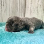 Dawn & Mudslinger French Bulldog Litters | Born May 2nd | Pup ready in July 11th, 2026