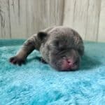 Dawn & Mudslinger French Bulldog Litters | Born May 2nd | Pup ready in July 11th, 2026
