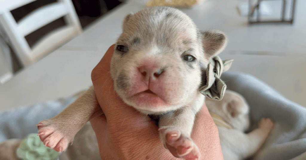 Lacey & Rowdy French Bulldog Litters | Due June 19th | Pup ready in Aug 28th, 2026