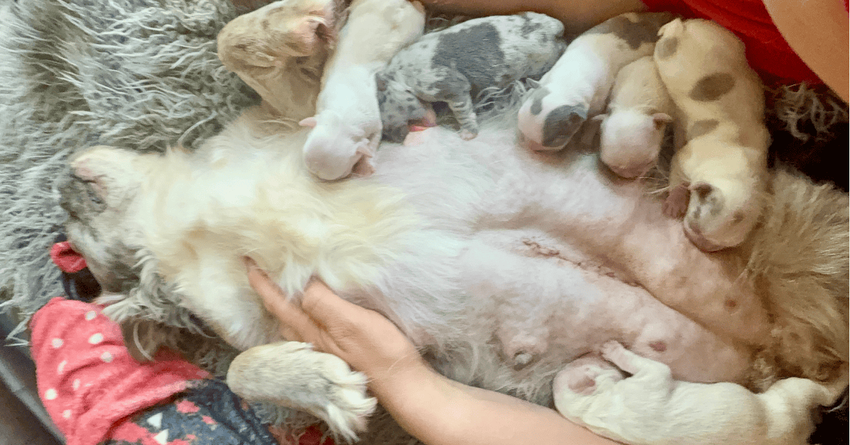 Harlow & Rowdy French Bulldog Litters | Born June 6th | Pup ready in Aug 15th, 2026