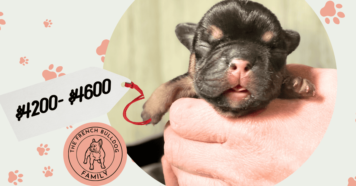 Dawn & Mudslinger French Bulldog Litters | Born May 2nd | Pup ready in July 11th, 2026