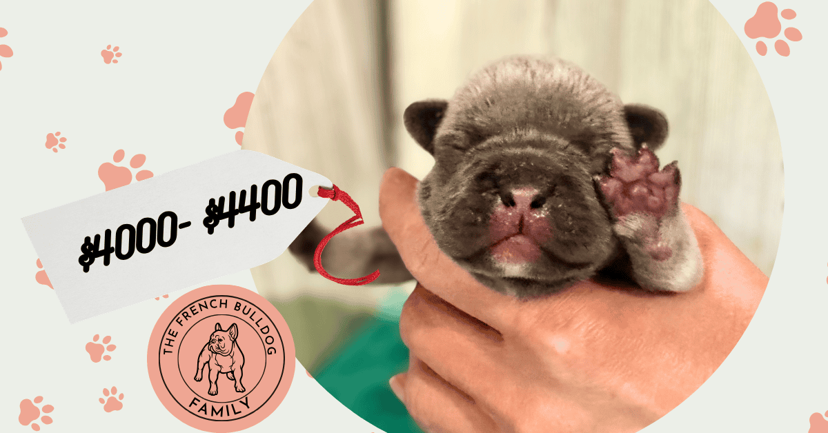 Kitty & Benjy French Bulldog Litters | Born May 1st | Pup ready in July 10th, 2026