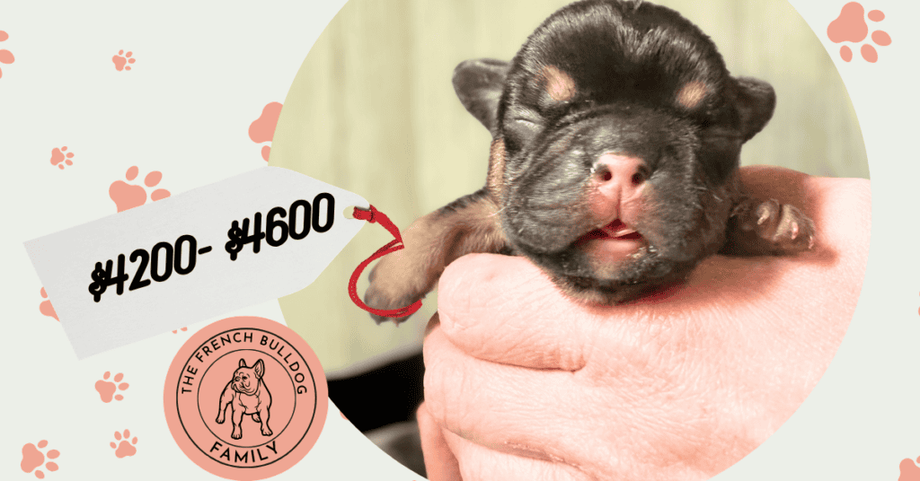 Dawn & Mudslinger French Bulldog Litters | Born May 2nd | Pup ready in July 11th, 2026