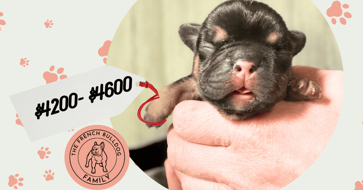 Dawn & Mudslinger French Bulldog Litters | Born May 2nd | Pup ready in July 11th, 2026