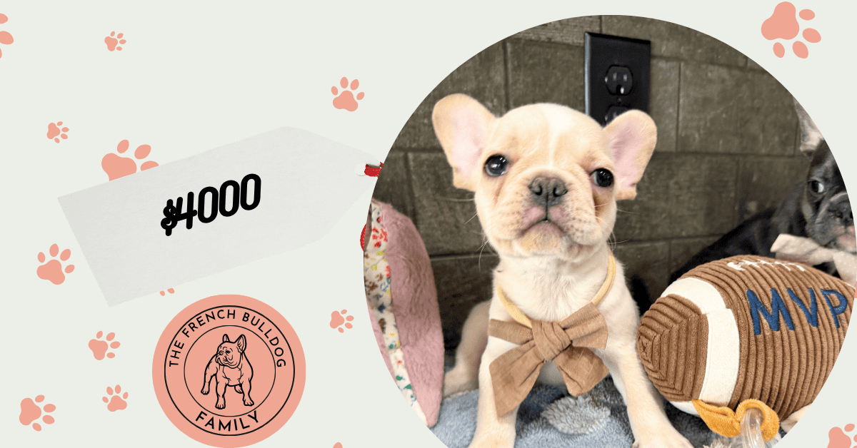Louie | Cream French Bulldog Male | Available May 29th, 2026