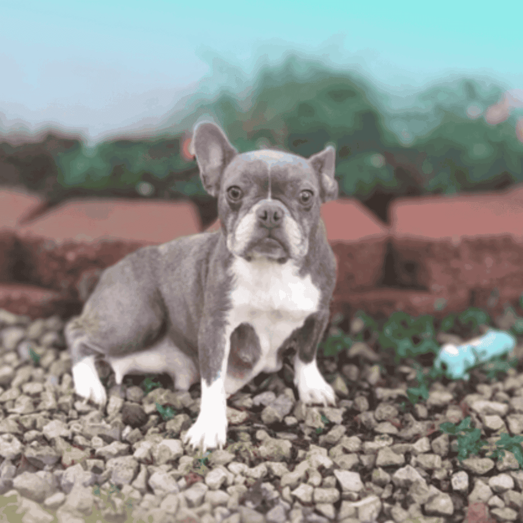 Kitty Frenchies parents