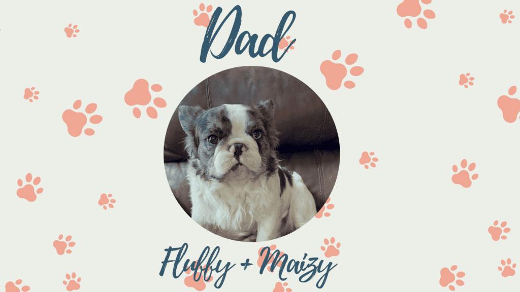 Fluffy & Maizy French Bulldog Litters | Born July 21st | Pup ready in Sep 29th, 2026