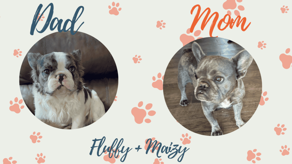 Fluffy & Maizy French Bulldog Litters | Born July 21st | Pup ready in Sep 29th, 2026