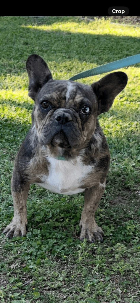 Gidget Frenchies parents