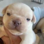 Fiona & Fluffy French Bulldog Litters | Due June 10th | Pup ready in Aug 19th, 2026