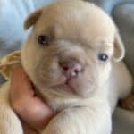 Fiona & Fluffy French Bulldog Litters | Due June 10th | Pup ready in Aug 19th, 2026