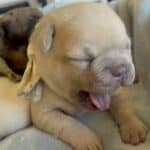 Fiona & Fluffy French Bulldog Litters | Due June 10th | Pup ready in Aug 19th, 2026