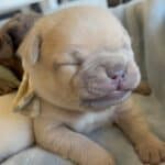 Fiona & Fluffy French Bulldog Litters | Due June 10th | Pup ready in Aug 19th, 2026