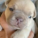 Fiona & Fluffy French Bulldog Litters | Due June 10th | Pup ready in Aug 19th, 2026