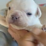 Fiona & Fluffy French Bulldog Litters | Due June 10th | Pup ready in Aug 19th, 2026