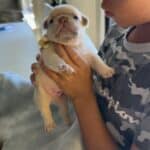 Fiona & Fluffy French Bulldog Litters | Due June 10th | Pup ready in Aug 19th, 2026