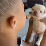 Fiona & Fluffy French Bulldog Litters | Due June 10th | Pup ready in Aug 19th, 2026