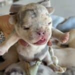 Lacey & Rowdy French Bulldog Litters | Due June 19th | Pup ready in Aug 28th, 2026