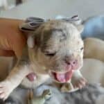Lacey & Rowdy French Bulldog Litters | Due June 19th | Pup ready in Aug 28th, 2026