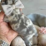 Lacey & Rowdy French Bulldog Litters | Due June 19th | Pup ready in Aug 28th, 2026