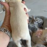 Lacey & Rowdy French Bulldog Litters | Due June 19th | Pup ready in Aug 28th, 2026