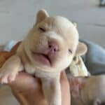 Lacey & Rowdy French Bulldog Litters | Due June 19th | Pup ready in Aug 28th, 2026