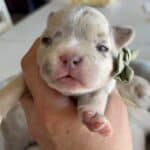 Lacey & Rowdy French Bulldog Litters | Due June 19th | Pup ready in Aug 28th, 2026