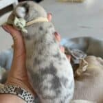 Lacey & Rowdy French Bulldog Litters | Due June 19th | Pup ready in Aug 28th, 2026