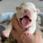 Lacey & Rowdy French Bulldog Litters | Due June 19th | Pup ready in Aug 28th, 2026