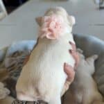 Lacey & Rowdy French Bulldog Litters | Due June 19th | Pup ready in Aug 28th, 2026