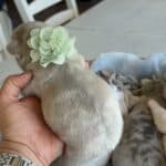 Lacey & Rowdy French Bulldog Litters | Due June 19th | Pup ready in Aug 28th, 2026