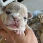 Lacey & Rowdy French Bulldog Litters | Due June 19th | Pup ready in Aug 28th, 2026
