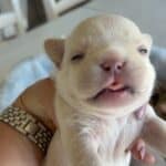 Lacey & Rowdy French Bulldog Litters | Due June 19th | Pup ready in Aug 28th, 2026