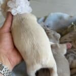 Lacey & Rowdy French Bulldog Litters | Due June 19th | Pup ready in Aug 28th, 2026
