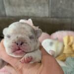 Fluffy & Maizy French Bulldog Litters | Born July 21st | Pup ready in Sep 29th, 2026