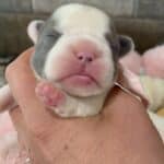 Fluffy & Maizy French Bulldog Litters | Born July 21st | Pup ready in Sep 29th, 2026
