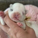 Fluffy & Maizy French Bulldog Litters | Born July 21st | Pup ready in Sep 29th, 2026