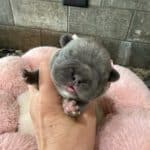 Fluffy & Maizy French Bulldog Litters | Born July 21st | Pup ready in Sep 29th, 2026