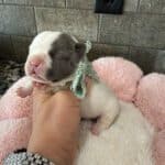Fluffy & Maizy French Bulldog Litters | Born July 21st | Pup ready in Sep 29th, 2026