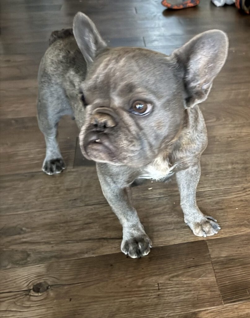Maizy Frenchie's parents