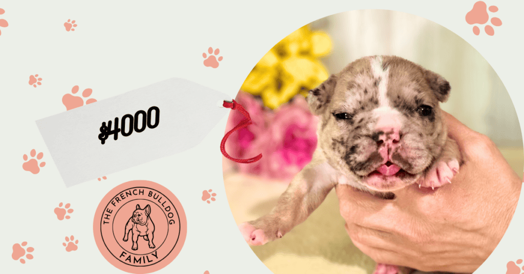 Quinoa | Fawn Merle French Bulldog Male | Available July 26th, 2026