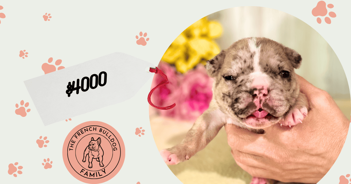 Quinoa | Fawn Merle French Bulldog Male | Available July 26th, 2026