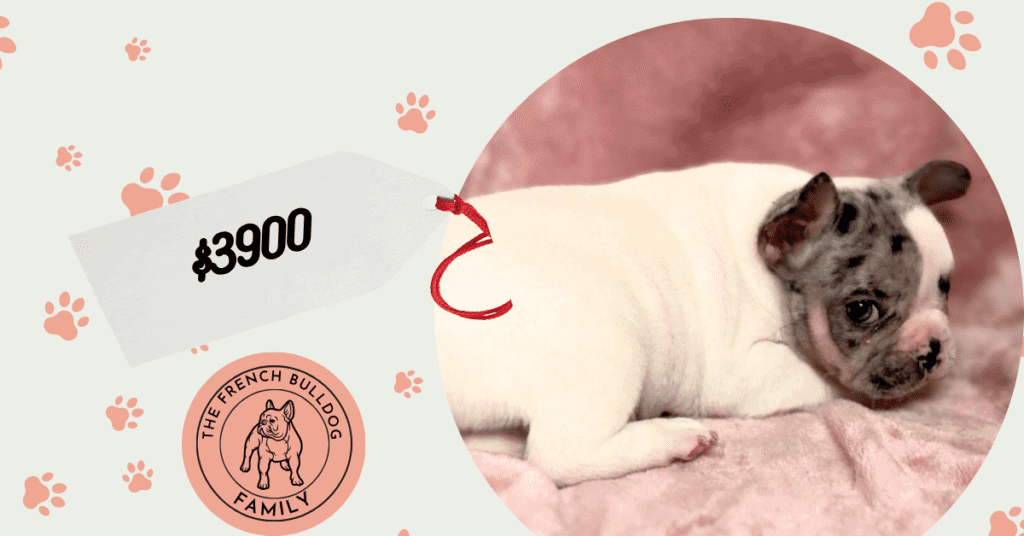 Quinn | Merle Pied French Bulldog Male | Available July 26th, 2026