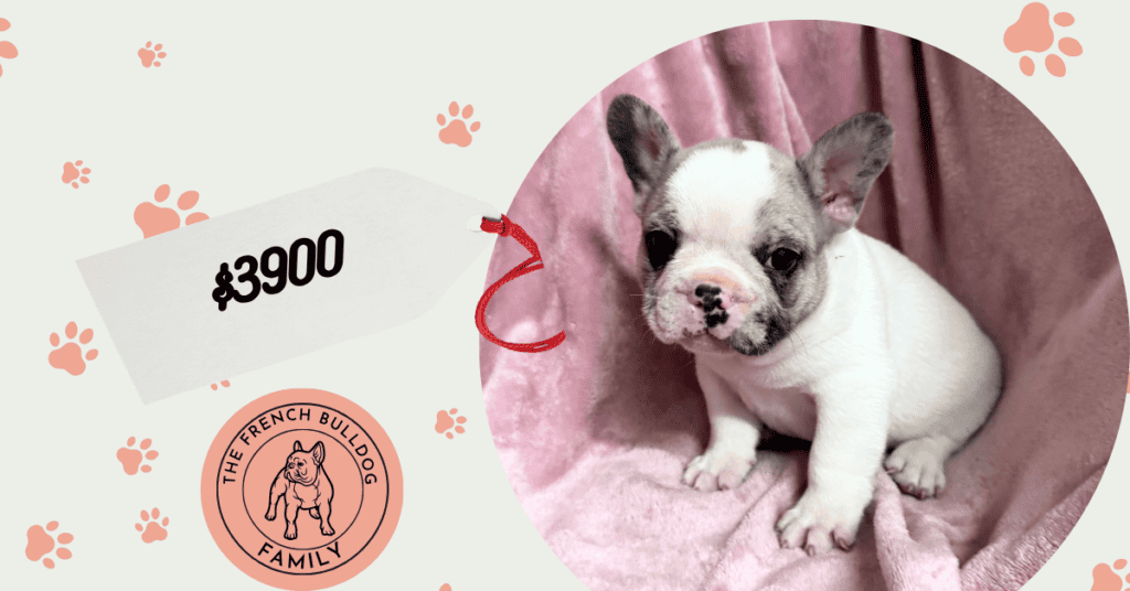 Quilt | Merle Pied French Bulldog Male | Available July 26th, 2026